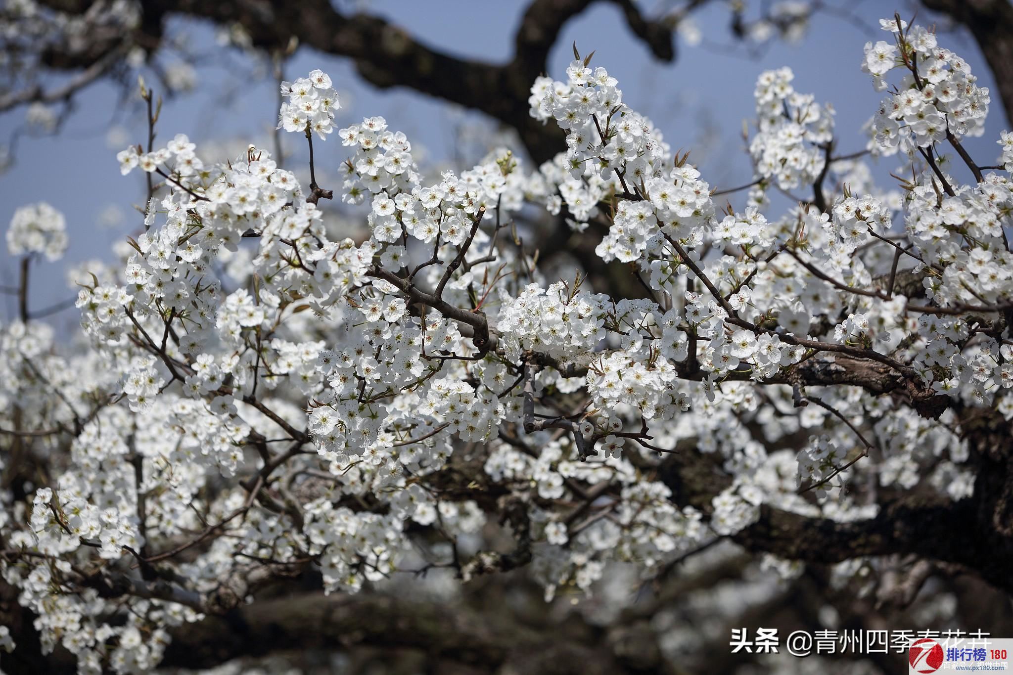 梨花属于什么生肖,资源策略实施_HDR99.713