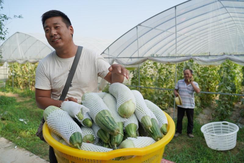 羊角蜜甜瓜最新价格动态与市场深度解析