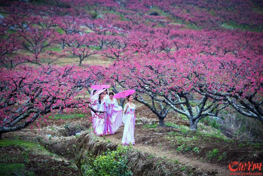 桃花族论坛最新地址，探索与发现的精神家园